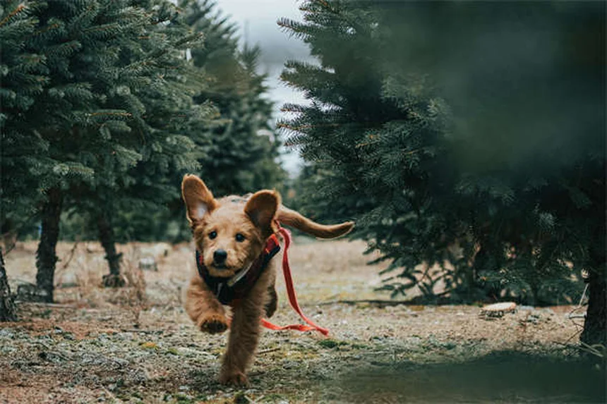 2027 Dodge Charger Daytona EV: Solid-State Battery Breakthrough