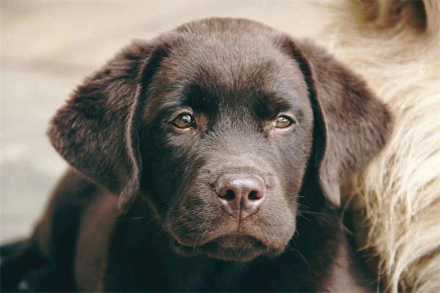 Geely's AI Father's Day Ad: Viral Cringe or Marketing Genius?